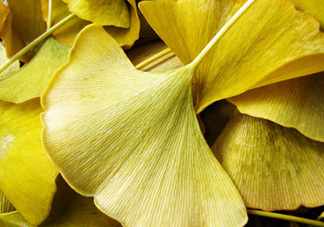 銀杏葉泡腳有什么好處？銀杏葉做枕頭有什么好處