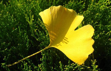 銀杏葉的花語是什么？銀杏樹葉可以降血壓嗎