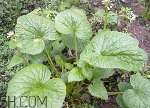 山葵中國什么地方有種？山葵和芥末的區(qū)別