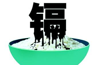 鎘污染會導致什么??？江西大米為何會鎘污染
