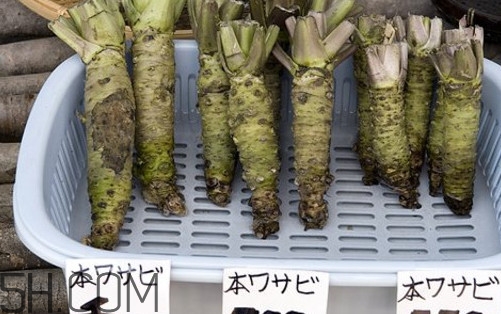 山葵是什么？山葵是芥末嗎