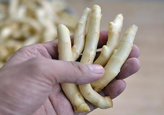 姜芽能吃嗎？姜芽怎么吃