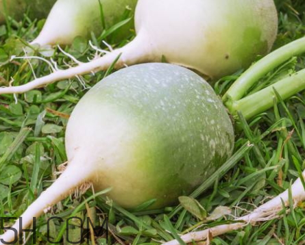 青蘿卜是堿性還是酸性 綠蘿卜是酸性還是堿性 青蘿卜是堿性還是酸性 綠蘿卜是酸性還是堿性