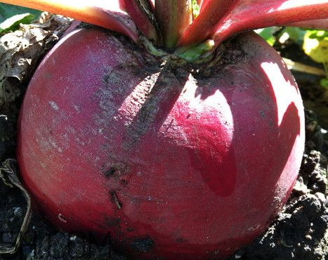 水蘿卜是涼性的嗎 水蘿卜是堿性還是酸性 水蘿卜是涼性的嗎 水蘿卜是堿性還是酸性