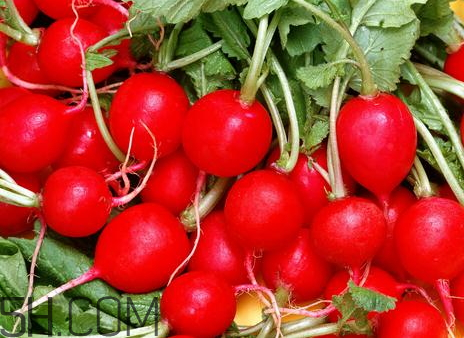 紅蘿卜是涼性的嗎 紅蘿卜是涼性還是熱性 紅蘿卜是涼性的嗎 紅蘿卜是涼性還是熱性