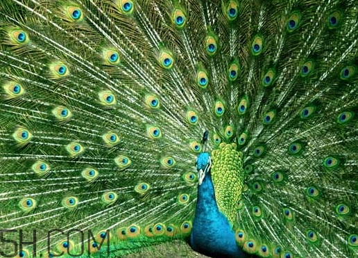 女生說孔雀是什么意思？女生說孔雀怎么回復(fù)