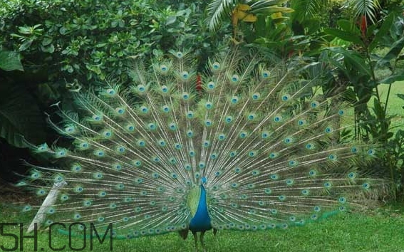 女生說孔雀是什么意思？女生說孔雀怎么回復(fù)