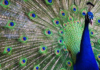 女生說孔雀是什么意思？女生說孔雀怎么回復(fù)