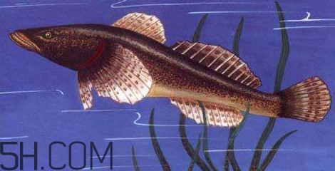 松江鱸魚(yú)多少錢一斤？松江鱸魚(yú)的松江在哪里