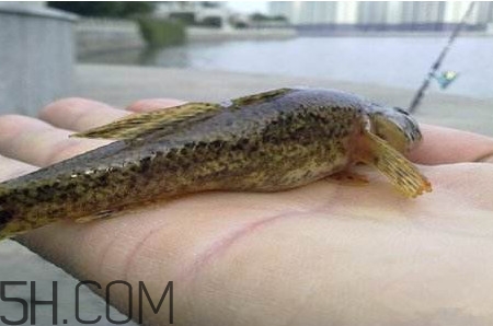 松江鱸魚(yú)能長(zhǎng)多大？塘鱧魚(yú)和松江鱸魚(yú)有什么區(qū)別