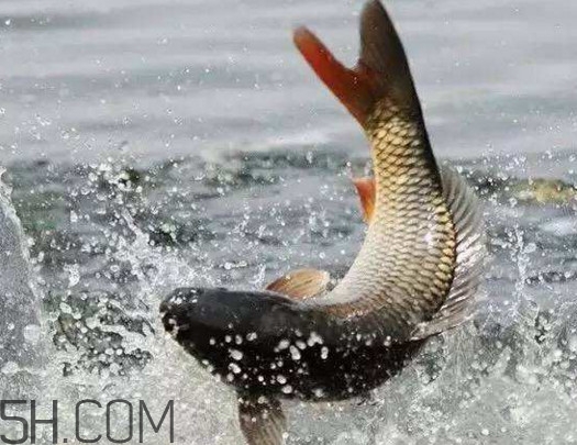 黃河鯉魚最大的有多大？黃河鯉魚怎么做好吃