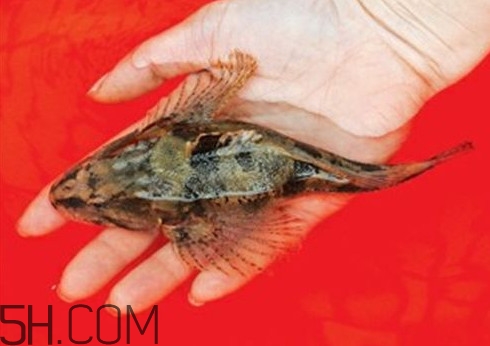 松江鱸魚哪里有？松江鱸魚什么季節(jié)吃最好