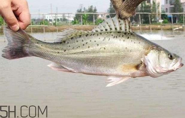 鱸魚有什么功效？鱸魚怎么養(yǎng)才不愛死