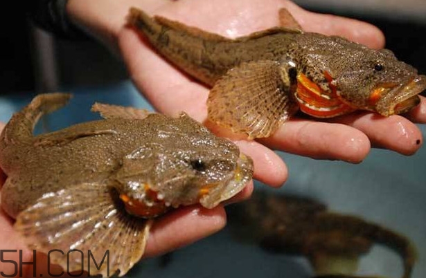 松江鱸魚(yú)多少錢一斤？松江鱸魚(yú)的松江在哪里