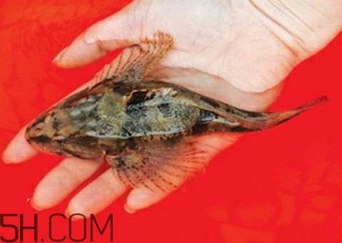 松江鱸魚怎么做？松江鱸魚養(yǎng)殖技術(shù)