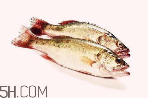 鱸魚有什么功效？鱸魚怎么養(yǎng)才不愛死