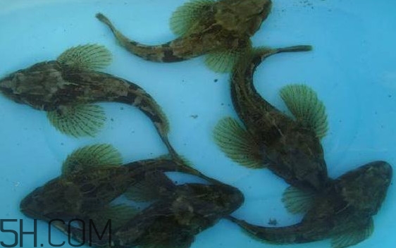 松江鱸魚怎么做？松江鱸魚養(yǎng)殖技術(shù)