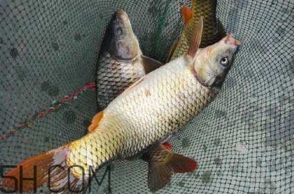 黃河鯉魚主要吃什么？黃河鯉魚和普通鯉魚的區(qū)別