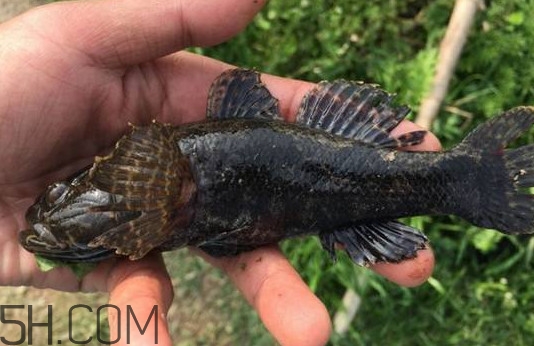 松江鱸魚(yú)能長(zhǎng)多大？塘鱧魚(yú)和松江鱸魚(yú)有什么區(qū)別