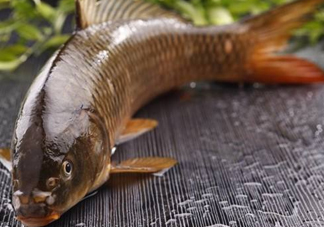 野生黃河鯉魚(yú)多少錢(qián)一斤？黃河鯉魚(yú)有幾根須