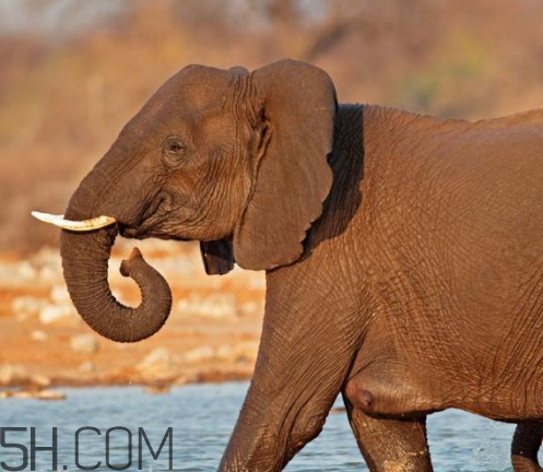 女人說大象是什么意思？女生發(fā)消息大象什么意思？