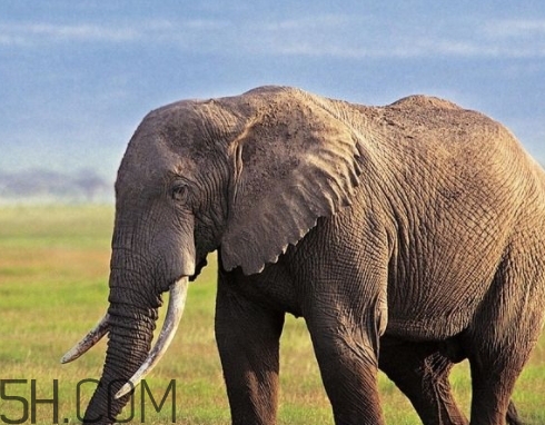 女人說大象是什么意思？女生發(fā)消息大象什么意思？