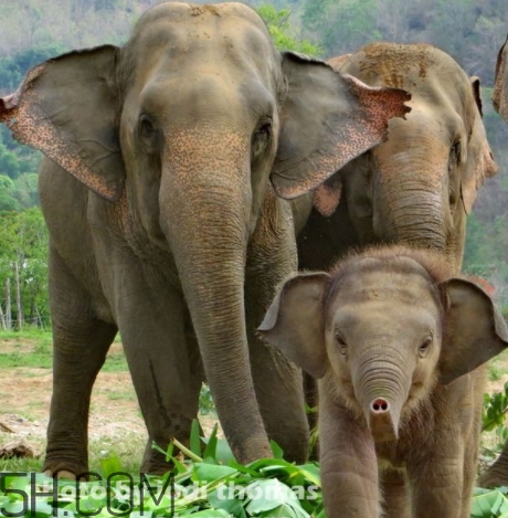 女人說大象是什么意思？女生發(fā)消息大象什么意思？