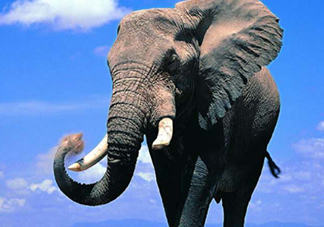 女人說大象是什么意思？女生發(fā)消息大象什么意思？