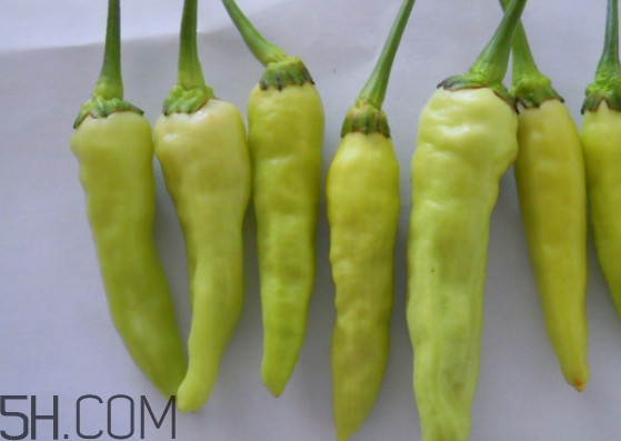 泡椒是什么辣椒？泡椒是怎樣自制的