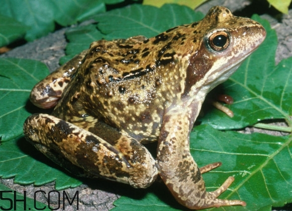 東北林蛙價(jià)格 活林蛙吃不了怎么保存 東北林蛙價(jià)格 活林蛙吃不了怎么保存