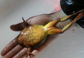 雪蛤可以補(bǔ)雌激素嗎？雪蛤能和螃蟹一起吃嗎