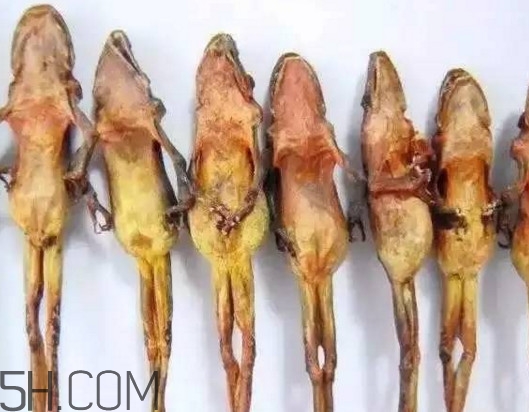 雪蛤的價(jià)格多少1克？雪蛤?yàn)槭裁催@么貴