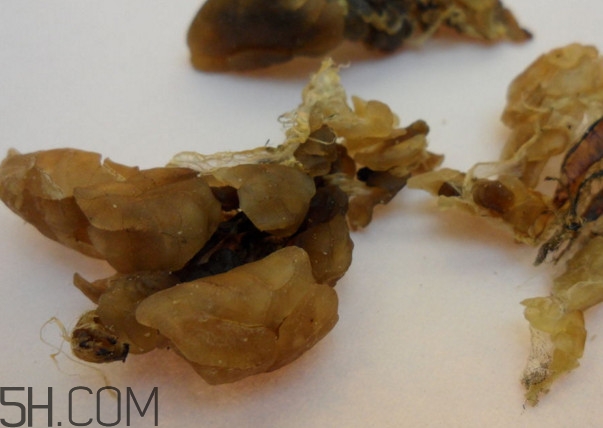 雪蛤可以和鹿胎膏一起吃嗎？雪蛤不能和什么一起吃