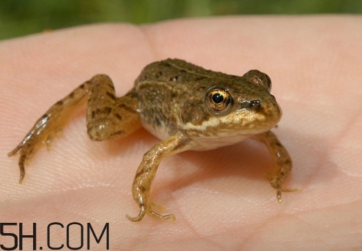東北林蛙價(jià)格 活林蛙吃不了怎么保存 東北林蛙價(jià)格 活林蛙吃不了怎么保存