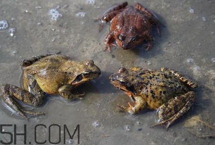 買賣林蛙違法嗎？林蛙和蛤蟆的區(qū)別