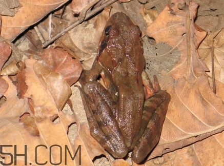 林蛙是發(fā)物嗎？林蛙是國(guó)家二級(jí)保護(hù)動(dòng)物嗎？