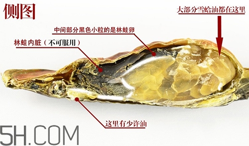 林蛙哪些部位不能吃？林蛙有什么營養(yǎng)