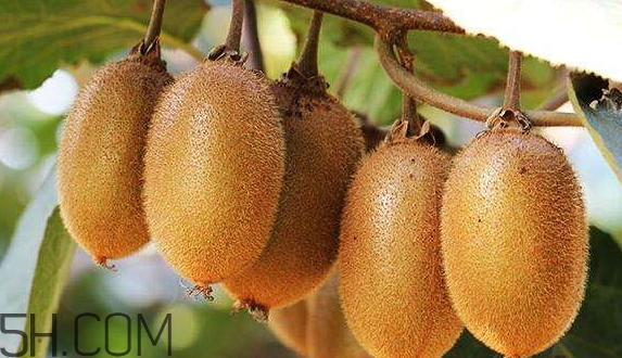 女生送獼猴桃什么意思？獼猴桃內(nèi)涵意思