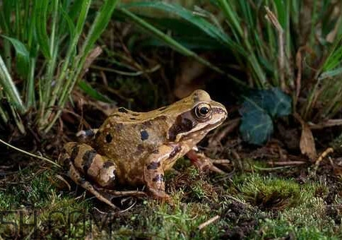 林蛙是發(fā)物嗎？林蛙是國(guó)家二級(jí)保護(hù)動(dòng)物嗎？
