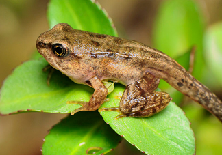 雪蛤的價(jià)格多少1克？雪蛤?yàn)槭裁催@么貴