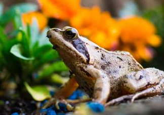 林蛙哪些部位不能吃？林蛙有什么營養(yǎng)