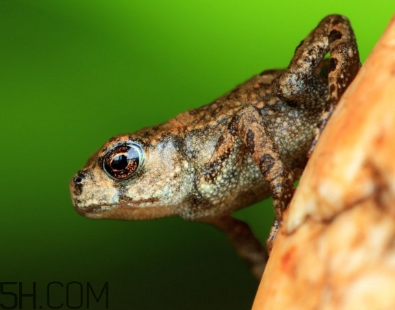 林蛙和牛蛙的區(qū)別是什么？林蛙怎么分公母