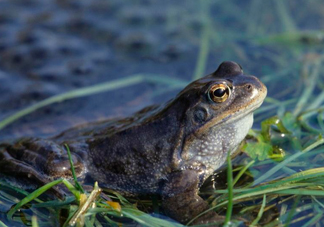 林蛙和牛蛙的區(qū)別是什么？林蛙怎么分公母