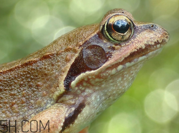 林蛙怎么處理內(nèi)臟？林蛙怎么做好吃