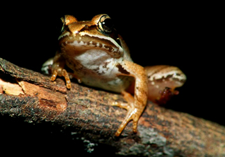 林蛙是發(fā)物嗎？林蛙是國家二級保護(hù)動物嗎？