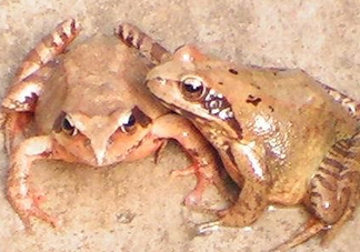 林蛙有寄生蟲嗎？林蛙可以帶上飛機(jī)嗎