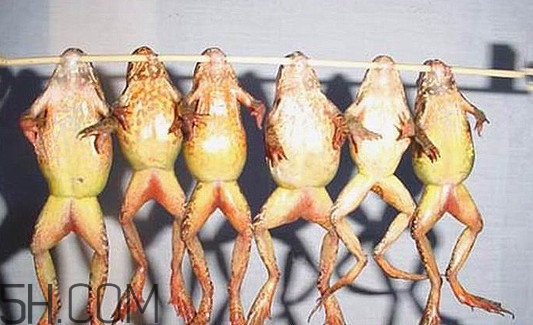 雪蛤可以補雌激素嗎？雪蛤能和螃蟹一起吃嗎