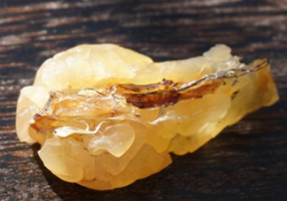 雪蛤可以和鹿胎膏一起吃嗎？雪蛤不能和什么一起吃