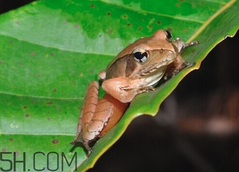 買賣林蛙違法嗎？林蛙和蛤蟆的區(qū)別