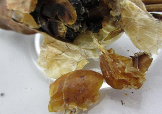 雪蛤能空腹吃嗎？哪里可以買到純正的長白山雪蛤